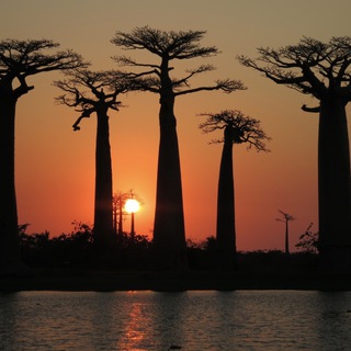 Логотип @madagasikara2020 - Мадагаскар, Африка