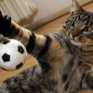 Логотип @mafianolimit - Анальные игроманы