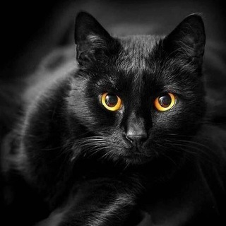 Логотип @magiccat777 - Волшебный Кот🐈