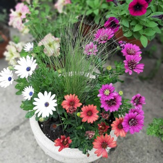 Логотип @magicflower_ru - 🌺 Волшебный цветок 🌺