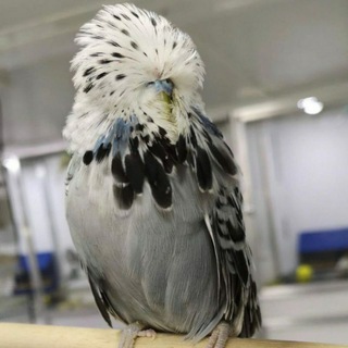 Логотип @mahmud_tv - 🦜🐦Mahmud Tv 🐦🦜