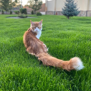 Логотип @maincoonapelsin - Mainecoon Apelsin