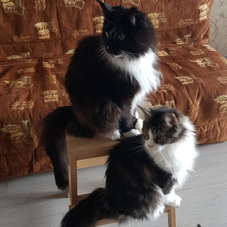 Логотип @maine_coon_in_tailcoat - Кот в черном фраке с дамой в белых перчатках