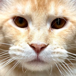 Логотип @maine_coon_whiskey - Мейн-Кун или Чокнутая белка🐿️🤯