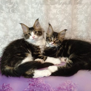 Логотип @mainecoon_kittens - Котята мейн куны