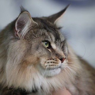 Логотип @mainecoon_wline - Мейн-кун питомник WINNERSLINE