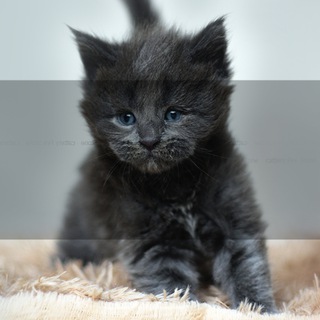 Логотип @mainecooncatinfo - Maine Coon Kittens For Sale - MaineCoonShow.com - Information about the Maine Coon breed.