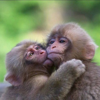 Логотип @mak_syaa - тру стикеры