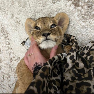 Логотип @makhmudova_21 - DM7🐆