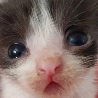 Логотип @makswarden - анонимные пукпуки бабах