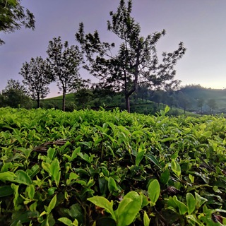 Логотип @malayalee_s - Peridatha group