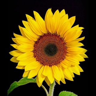 Логотип @malevichapd - Подсолнух Малевича