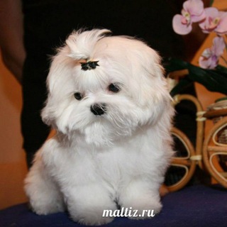 Логотип @maltesedailylove - Щенки МАЛЬТЕЗЕ ❤️ МАЛЬТИЙСКАЯ БОЛОНКА И МАЛЬТИПУ питомник DAILY LOVE www Maltiz.ru❤️ продажа