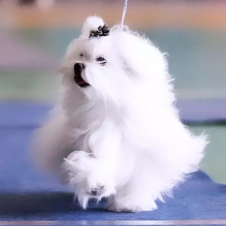 Логотип @malteze_maltipu_pudel - Щенки мальтезе, мальтипу, пудель. Липецк