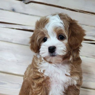 Логотип @malti_pushka - Malti_pushka❤️ ❤️ ( Мальтипу щенки Maltipoo) кавапу и пуделя.