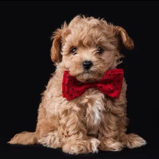 Логотип @maltipoo - Maltipoo Moscow щенки Мальтипу в Москве