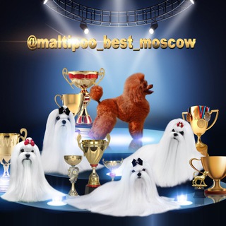 Логотип @maltipoo1 - Мальтипу Maltipoo