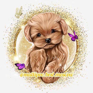 Логотип @maltipoo_best_moscow - Мальтипу Maltipoo