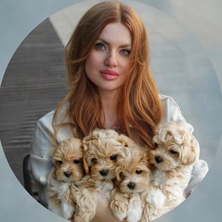 Логотип @maltipoo_puppy_live - Мальтипу Мaltipoo_puppy_live