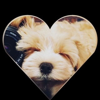 Логотип @maltipooland - MALTIPOO LAND🐾MyPoo_Moscow🐾