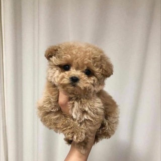 Логотип @maltipoomini - Мальтипу🧸 Москва