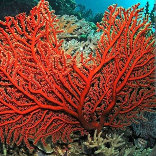 Логотип @mamixeveryday - AKULA news PUBGMOBILE