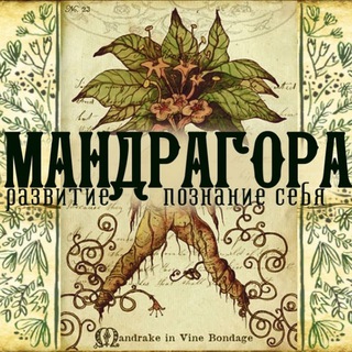 Логотип @mandragora_baza - Мандрагора