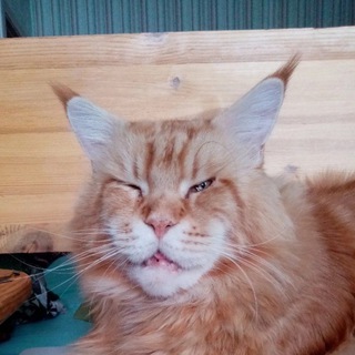 Логотип @manecoonwhiski - Виски с Фокси