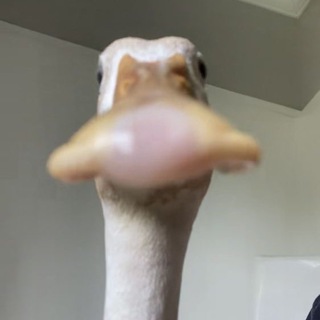 Логотип @maniaksa - МАНЬЯК | ПЕРЕШЛИ В ТГ