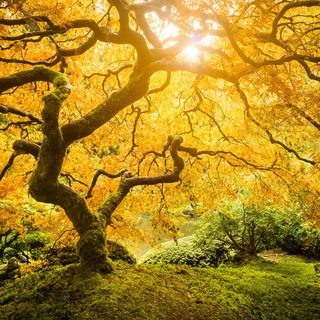 Логотип @manifestingabundance - Manifesting Abundance