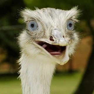 Логотип @manshurka - Находки с WB💜, анекдоты, рецепты🥯