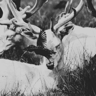 Логотип @mantucocmetanounamnam - temple☨