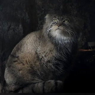 Логотип @manulzoo - Типичный манул