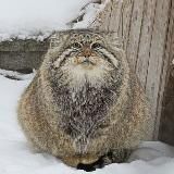 Логотип @manylobmanyl - 😽Манулы на каждый день