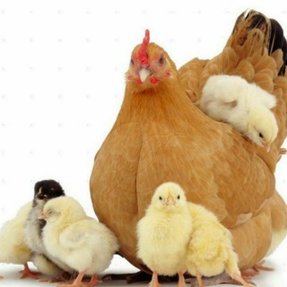 Логотип @margilon_tovuqlari - MARGILON TOVUQ ISHQIBOZLARI. 🐤