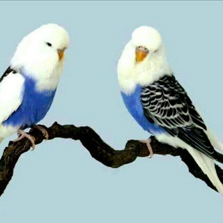 Логотип @margilonqushbozori - 💯🏅МАРГИЛОН КУШЛАР БОЗОР