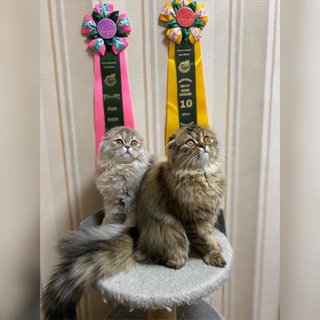 Логотип @marina_the_catgirl - 🐈 котята😻Питомник шотландских кошек @marina_thecat_girl