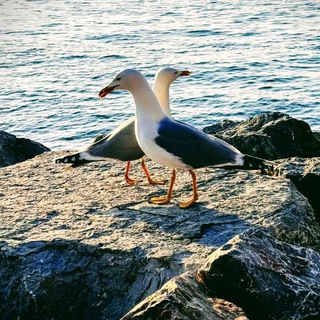 Логотип @marina_travelalbum - Марина. Мир вокруг нас.