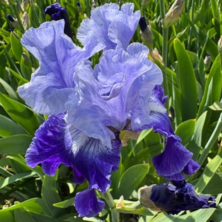 Логотип @marinarypromucoviscidosi - Маринари ПРО муковисцидоз