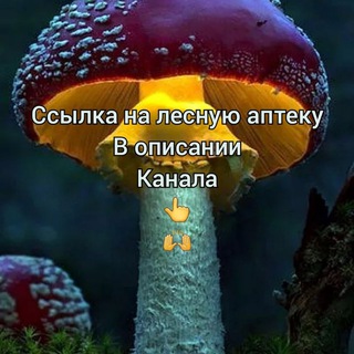 Логотип @mariyaamanita - Мухомор красный ,, славянский лекарь,,🍄🍄🍄🌱🌞Лесная аптека