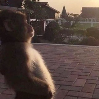 Логотип @market_shrek - SHREK