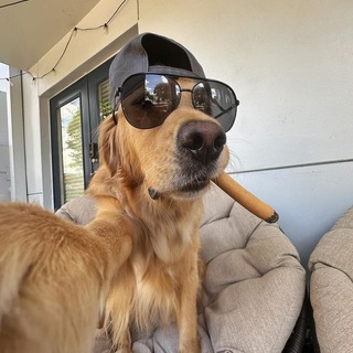 Логотип @marketcrashh - adam's affiliate