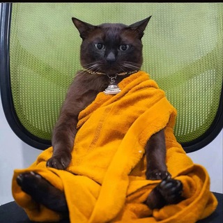 Логотип @marketingmr - Маркетинг и котики правят миром