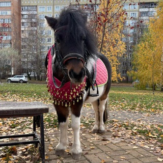 Логотип @markushaadog - Четыре с хвостиком 🐕🐎