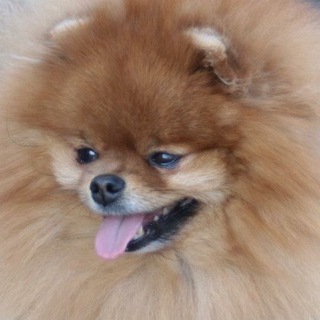 Логотип @marmaksim_pomeranian - ПИТОМНИК ИЗ ДОМА МАКСИМОВЫХ Марина Chat