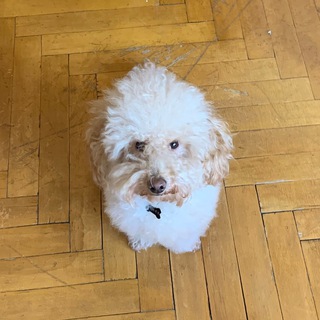 Логотип @marquisthepoodle - Марквис daily