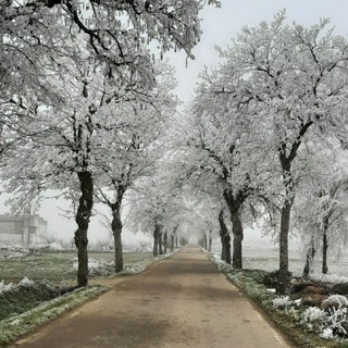 Логотип @marsatva - Satva (Mar Alonso )