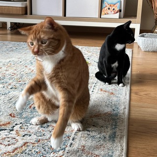 Логотип @marvelthecat - Марвелюша и Ириска