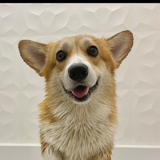 Логотип @marvincorgi - Marvincorgi