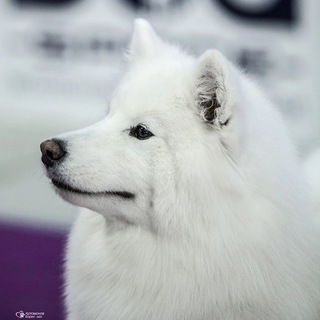 Логотип @marysa2305 - Самоед Маруся и Марусята